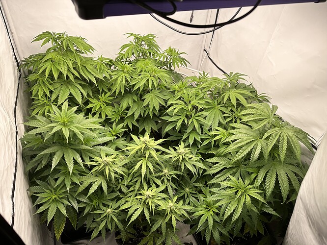 Growreport Bild 8