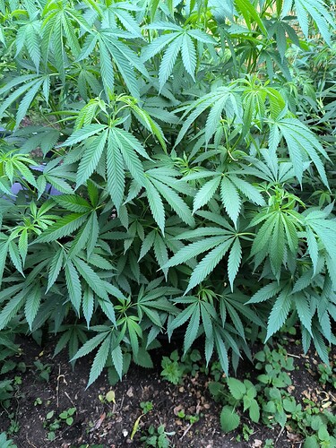 Growreport Bild 14