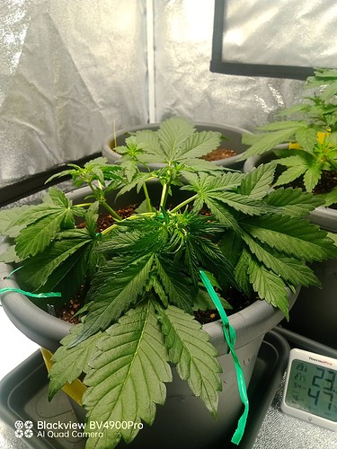 Growreport Bild 9