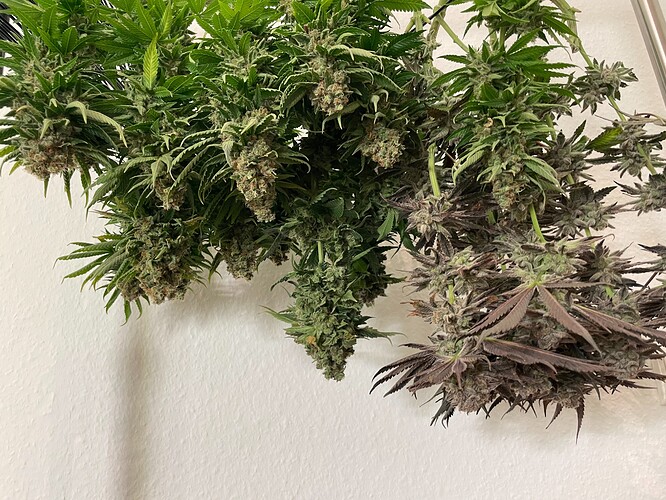 Growreport Bild 11