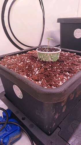 obscura1659643433181