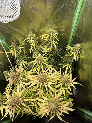 Growreport Bild 1