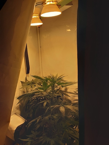 Growreport Bild 1