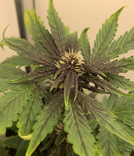 Growreport Bild 3