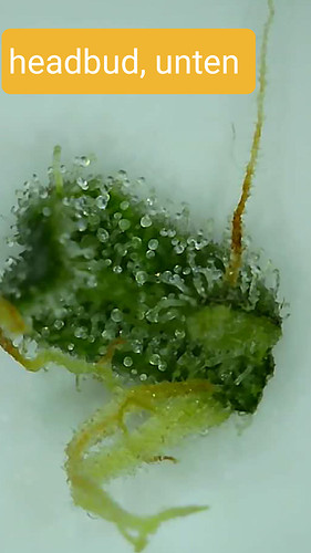 Growreport Bild 8