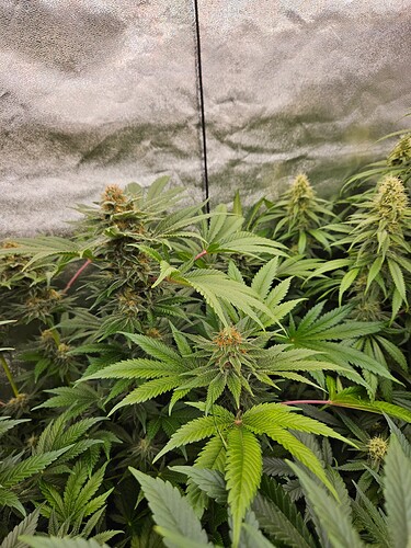 Growreport Bild 8
