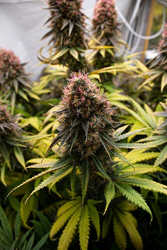 Growreport Bild 7