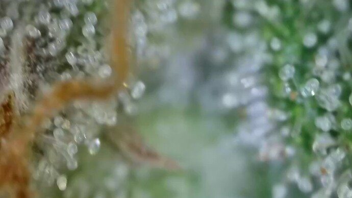 Growreport Bild 30