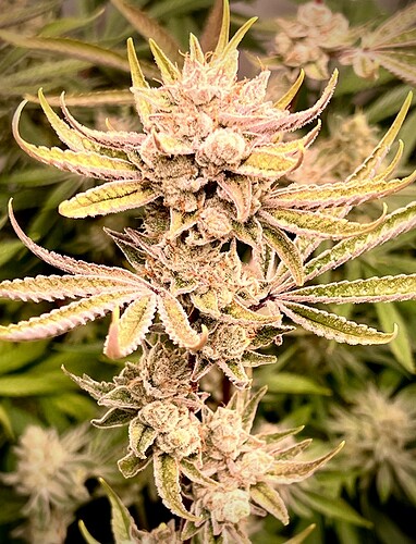 Growreport Bild 11