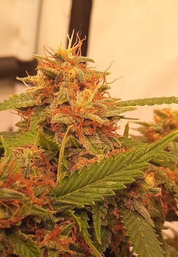 Growreport Bild 41