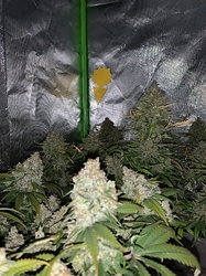 Growreport Bild 2