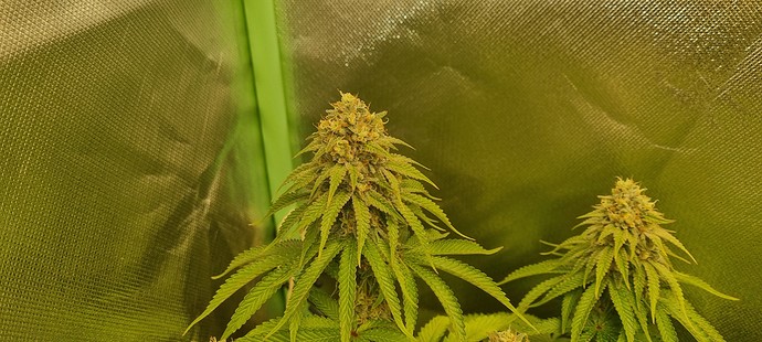 Growreport Bild 2