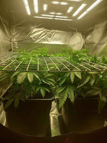 Growreport Bild 1
