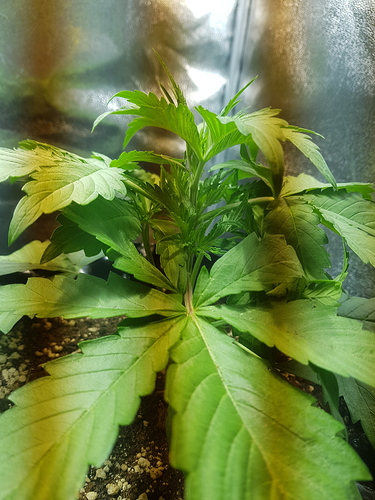 Growreport Bild 6