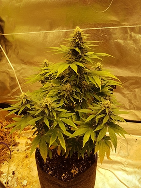 Growreport Bild 2