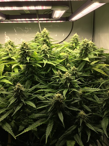 Growreport Bild 13