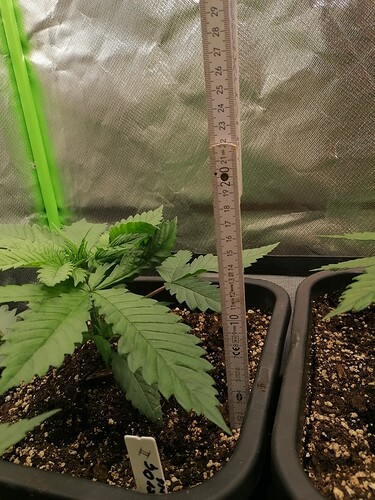 Growreport Bild 11