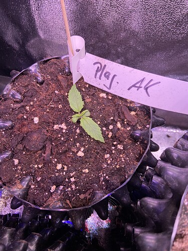 Growreport Bild 26