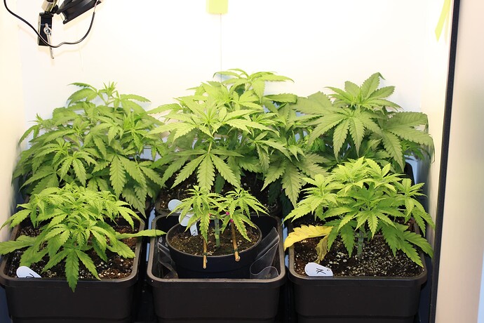 Growreport Bild 8