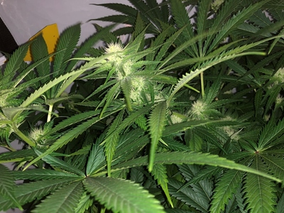 Growreport Bild 4