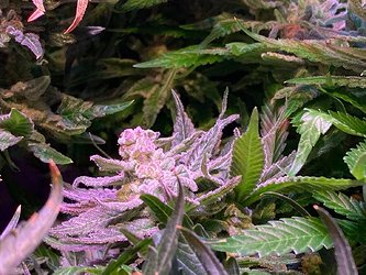 Growreport Bild 5