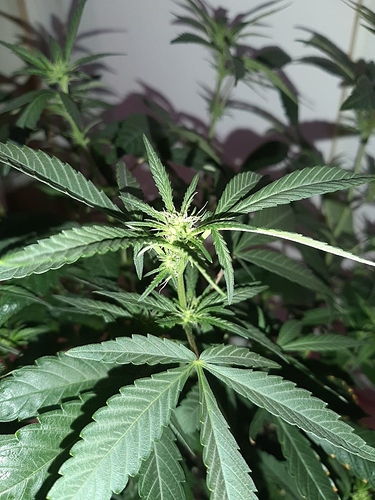 Growreport Bild 9
