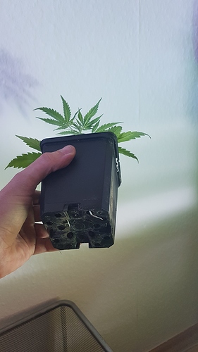 Growreport Bild 9