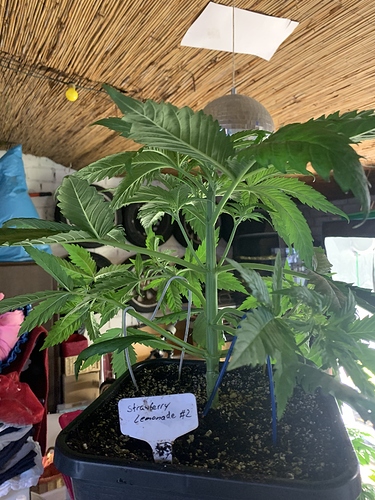 Growreport Bild 2