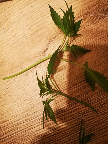 Growreport Bild 17
