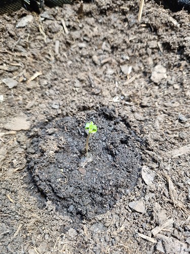Growreport Bild 8