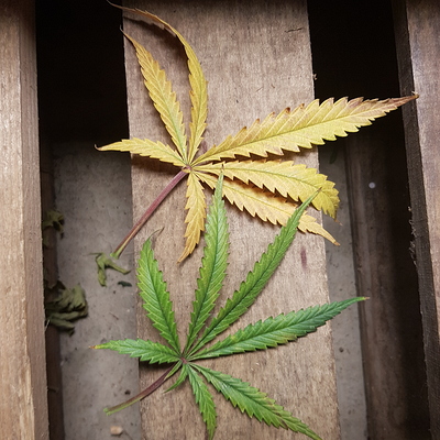 Growreport Bild 19