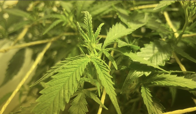 Growreport Bild 16