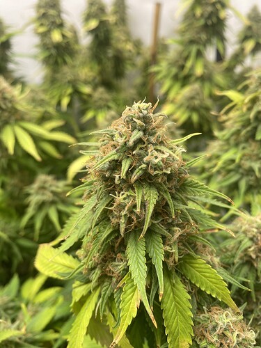 Growreport Bild 2