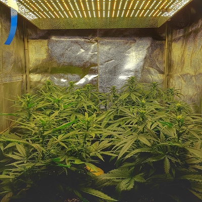 Growreport Bild 4