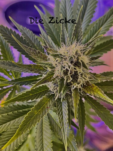 Growreport Bild 5