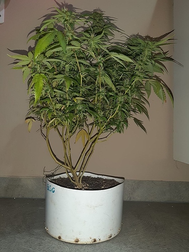 Growreport Bild 1
