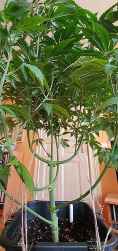 Growreport Bild 7
