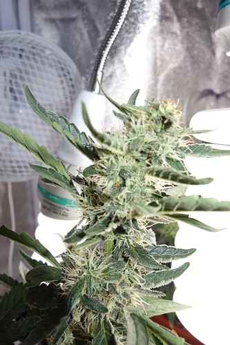 Growreport Bild 32