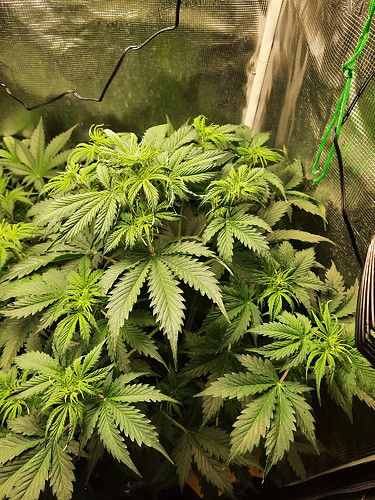 Growreport Bild 6