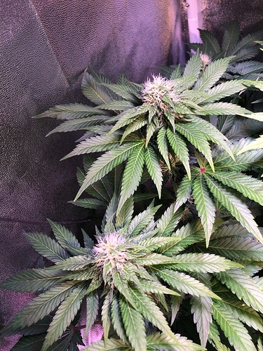 Growreport Bild 32