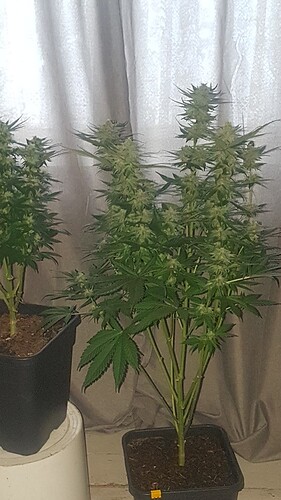 Growreport Bild 5