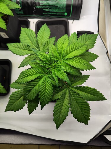 Growreport Bild 5