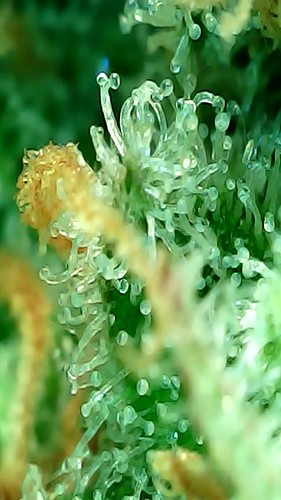 Growreport Bild 2