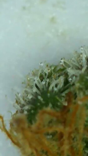 Growreport Bild 22