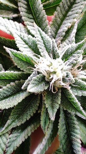 Growreport Bild 25