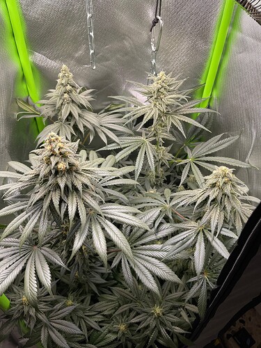 Growreport Bild 1