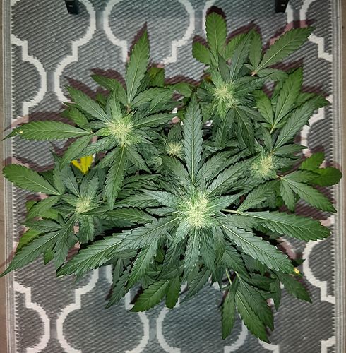 Growreport Bild 2