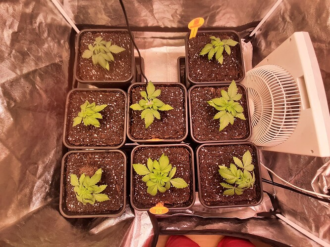 Growreport Bild 1