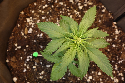 Eine junge Cannabispflanze in einem Topf, die sich in der Sämlingsphase befindet. Die Pflanze hat mehrere Blattpaare und zeigt Anzeichen von neuem Wachstum in der Mitte.