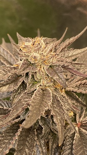 Growreport Bild 37
